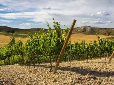 Ribera del Duero